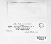 Uromyces eriogoni image